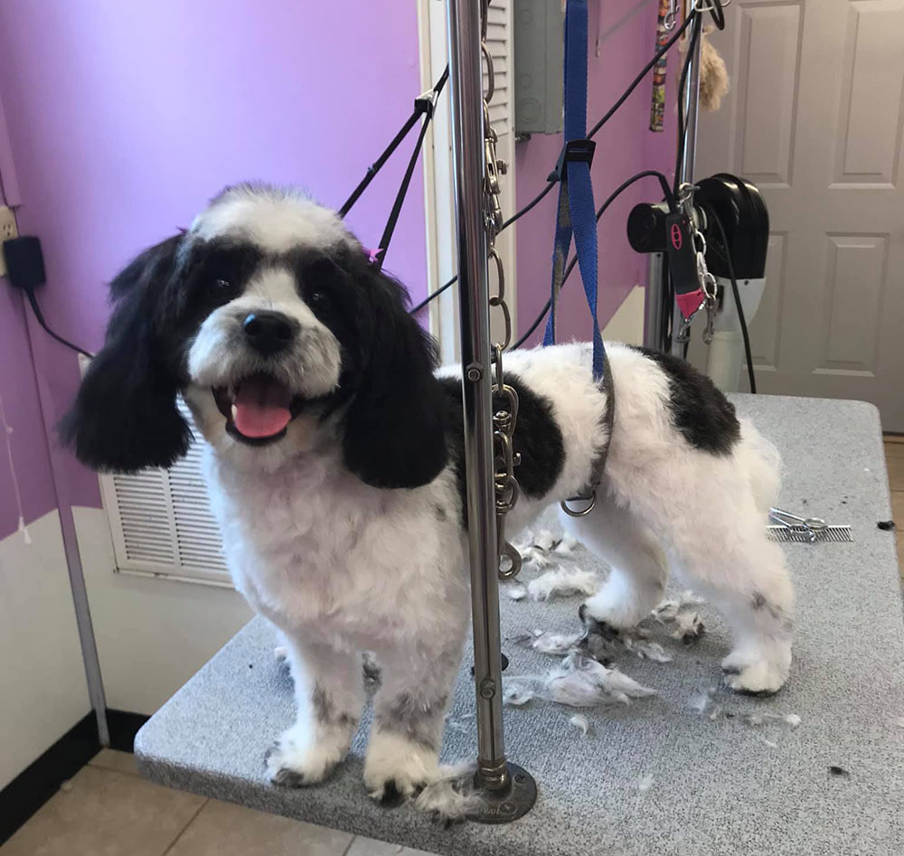 Dog Kennels in Tullahoma, TN | Pet Paradise Dog Kennels in Tullahoma, TN | Pet Paradise