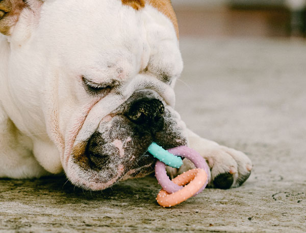 If you are looking for dog grooming services in or around Tullahoma, TN, choose Pet Paradise to care for your beloved pet. Call us today to make a reservation. If you are looking for dog grooming services in or around Tullahoma, TN, choose Pet Paradise to care for your beloved pet. Call us today to make a reservation.